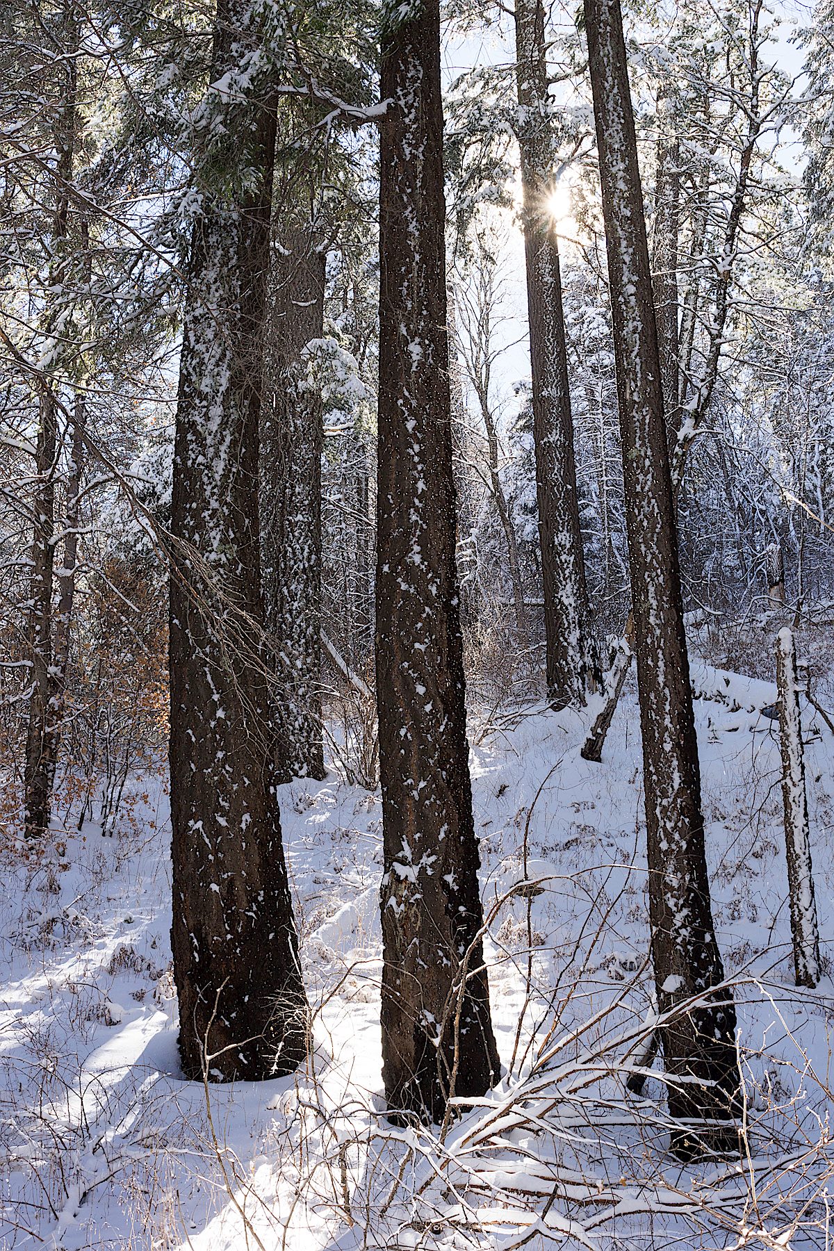Sun and snow on the Aspen Draw Trail. December 2014