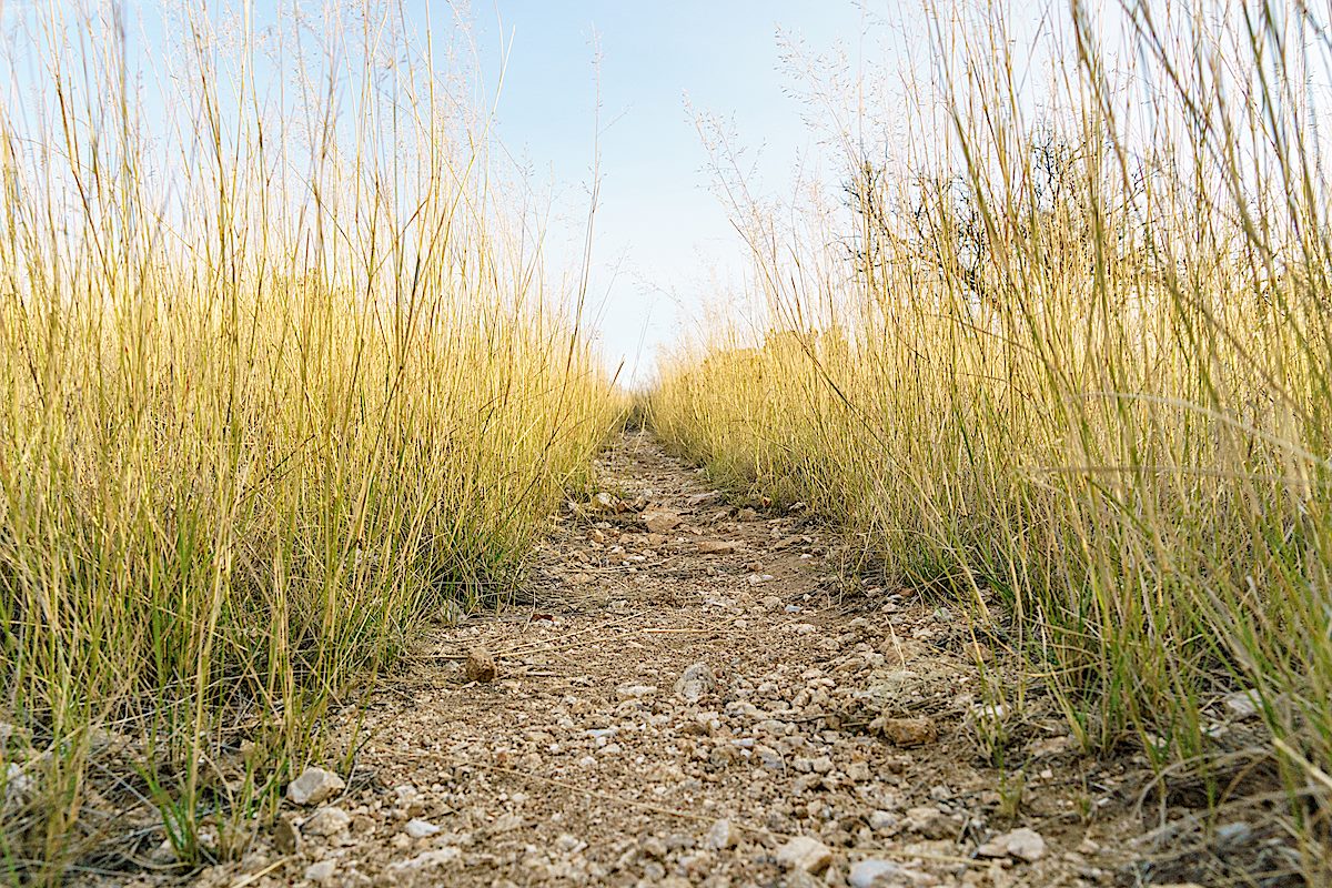 A grassy corridor - the Bellota Trail near Redington Road. October 2016