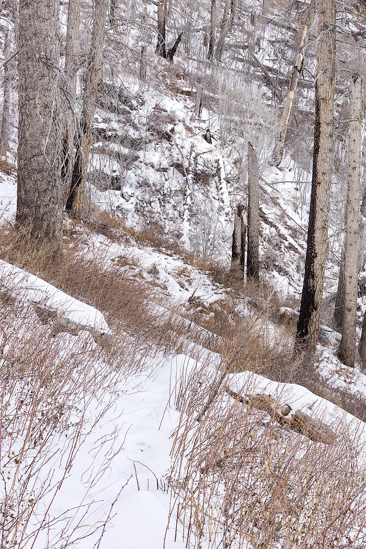 Snow on the Butterfly Trail below Mount Bigelow. December 2014