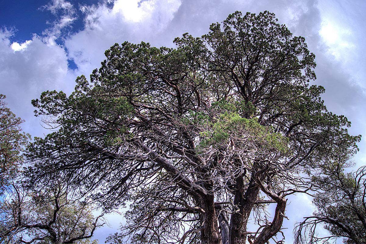 The Keebler Tree - a lovely spot for a break along the Crystal Spring Trail... September 2013.