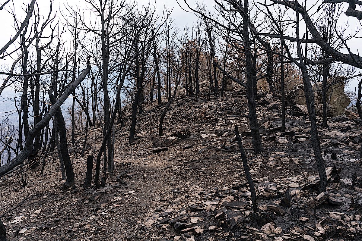 Near the summit of Guthrie Mountain several weeks after the 2017 Burro Fire. July 2017.