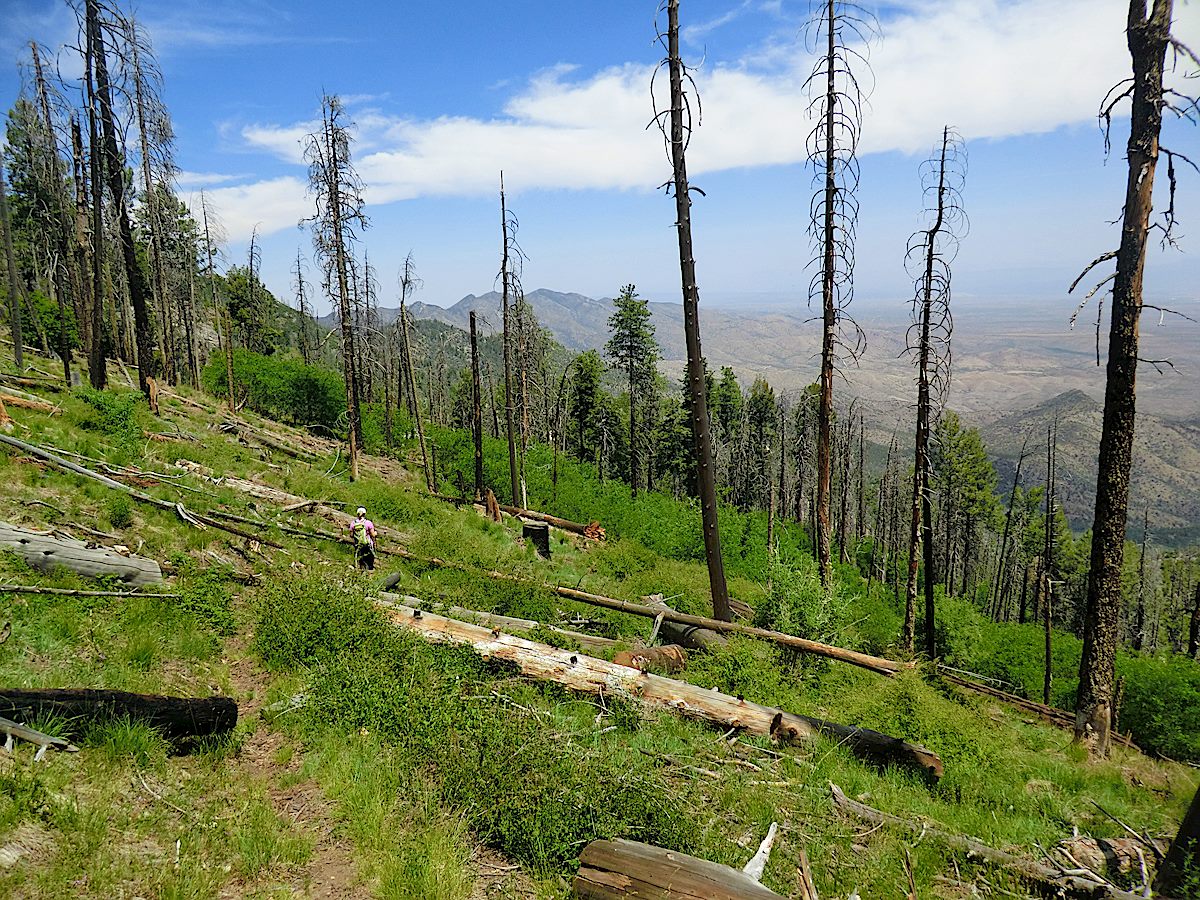 The top of the Knagge Trail - much of this trail has been impacted by fire and sections of the trail were overgrown and hard to find after the summer rains in 2013. May 2012.