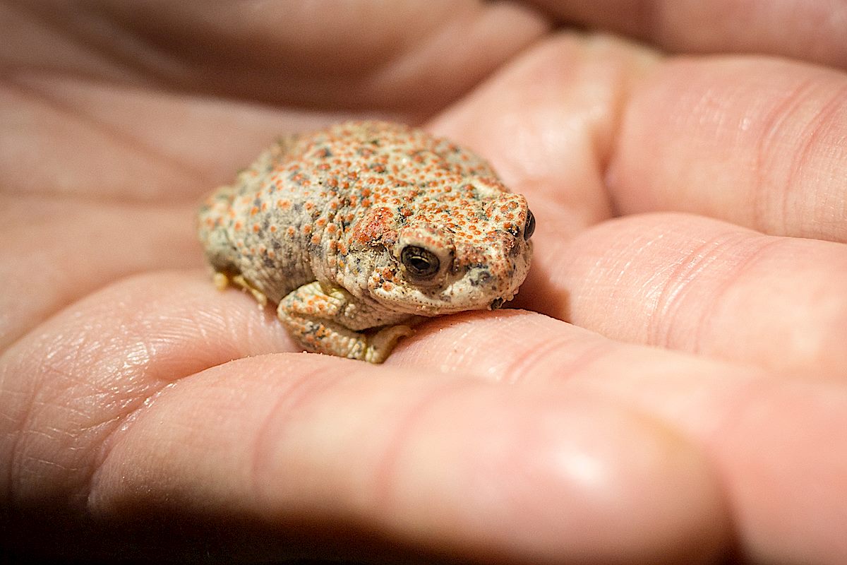 Red Spotted Toad near Molino Canyon. February 2015.