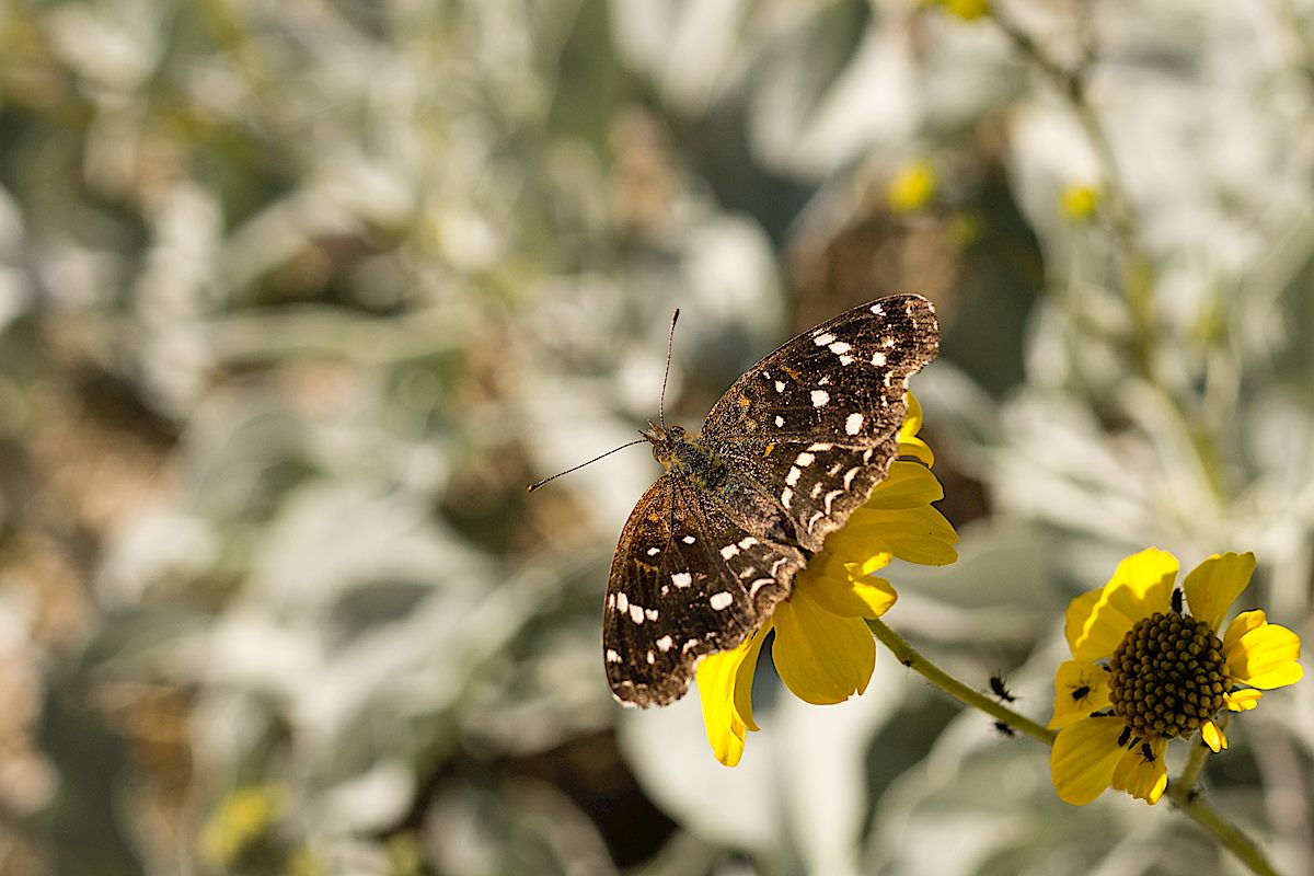 Butterfly near the La Milagrosa Trail. December 2014.