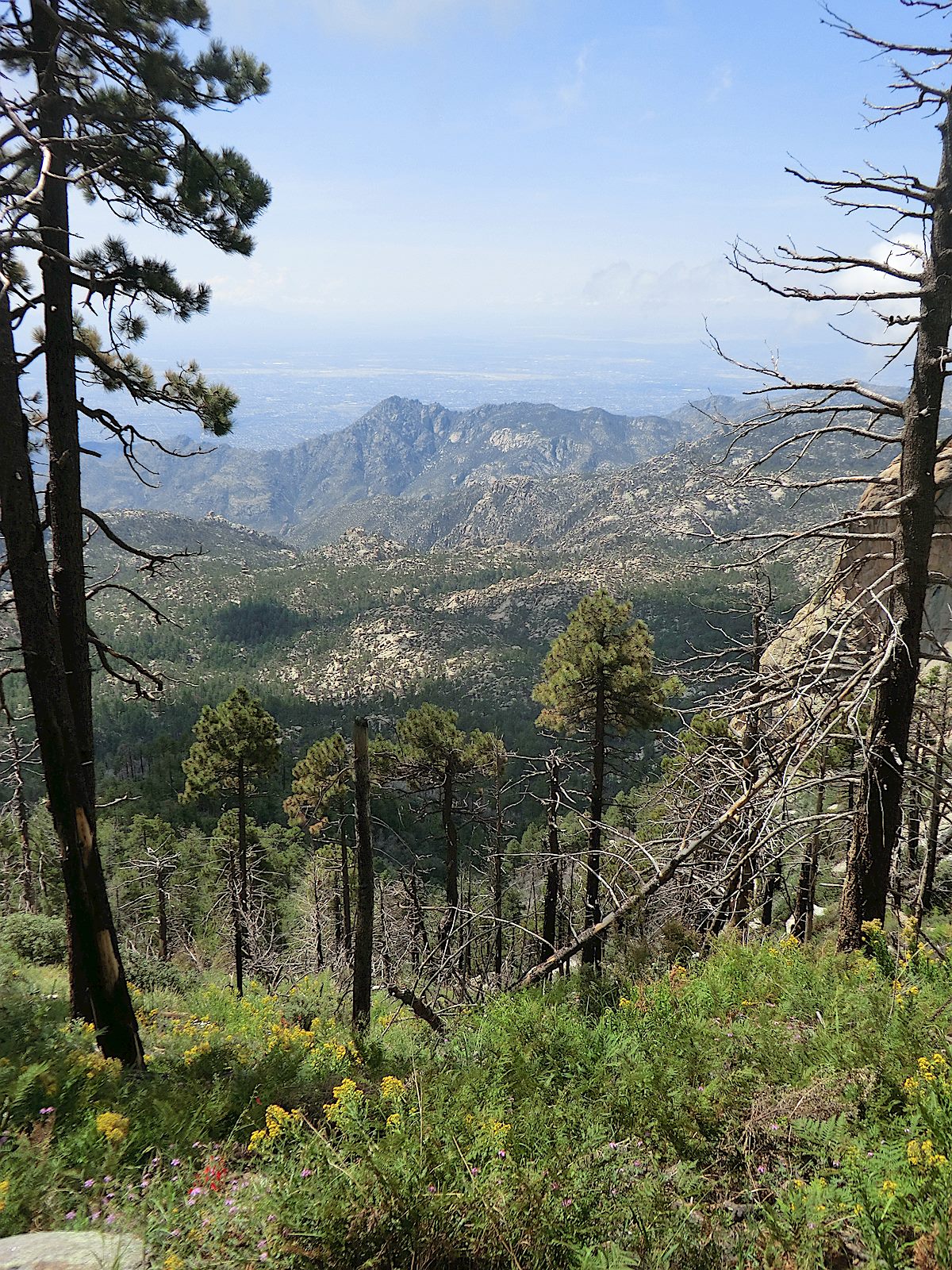 A view from the Lemmon Rock Trail. August 2012.