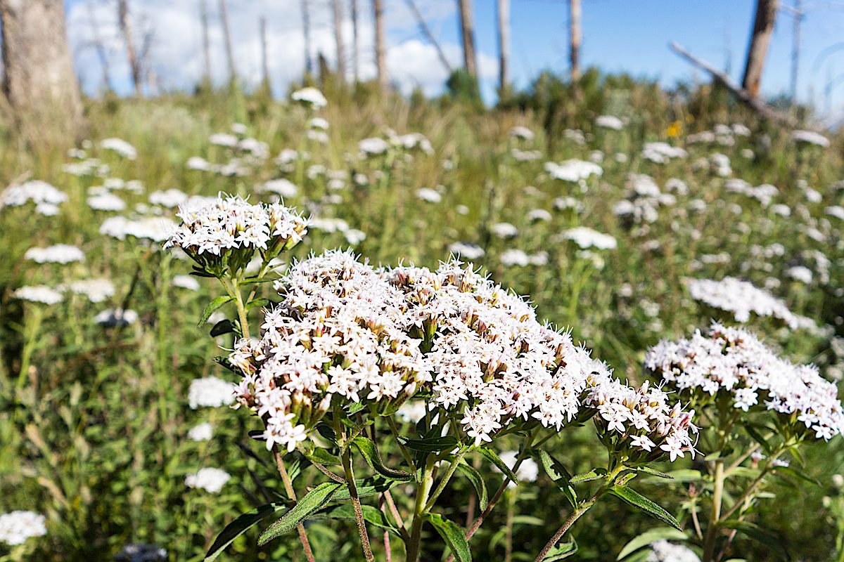 Stevia near the Meadow Trail. September 2014.