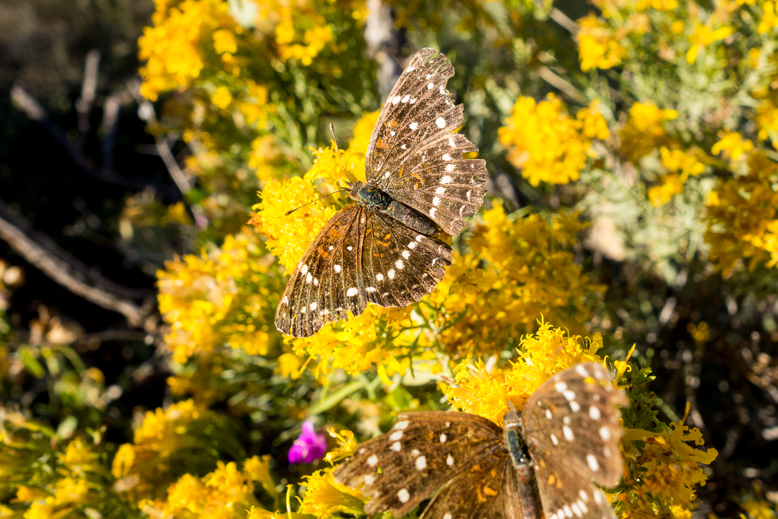 Butterflies and flowers at the end of October on the Agua Caliente Hill Trail. October 2015.