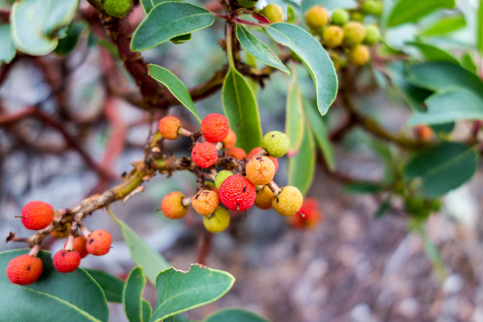 Colorful Madrone berries along the Red Ridge Trail. October 2015.