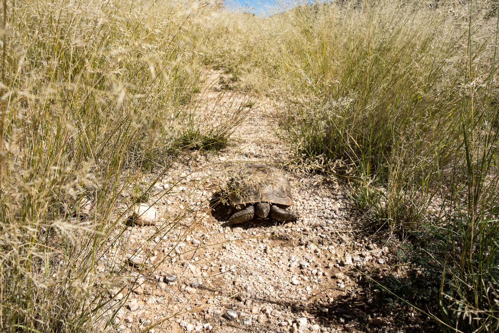 Desert Tortoise using FR4445 above Agua Caliente Canyon. October 2015.