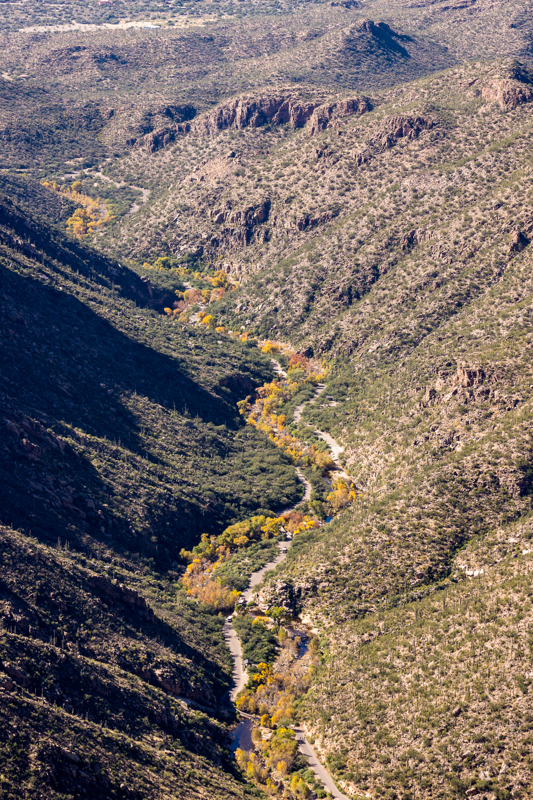 Looking down Sabino Canyon, a ribbon of color in the desert - from just below the base of Thimble Peak. November 2015.
