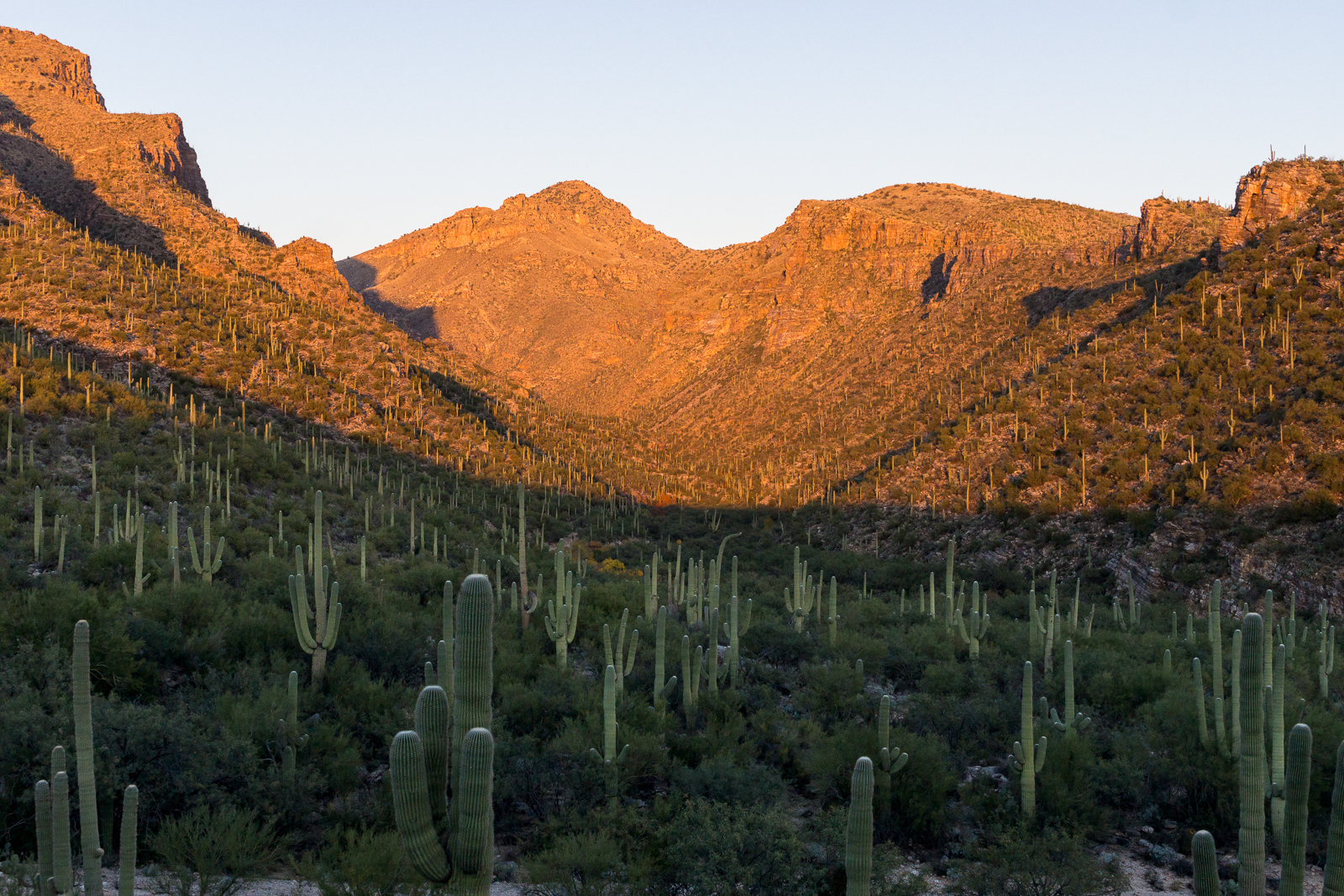 Bear Canyon - Sunset light and clear blue winter sky - a sea of Saguaros - from the road. November 2015.