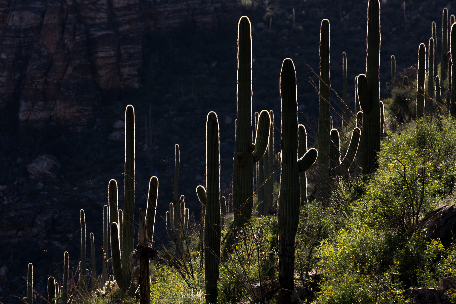 Saguaros in the sunlight - from the Bear Canyon Trail, above Seven Falls. November 2015.