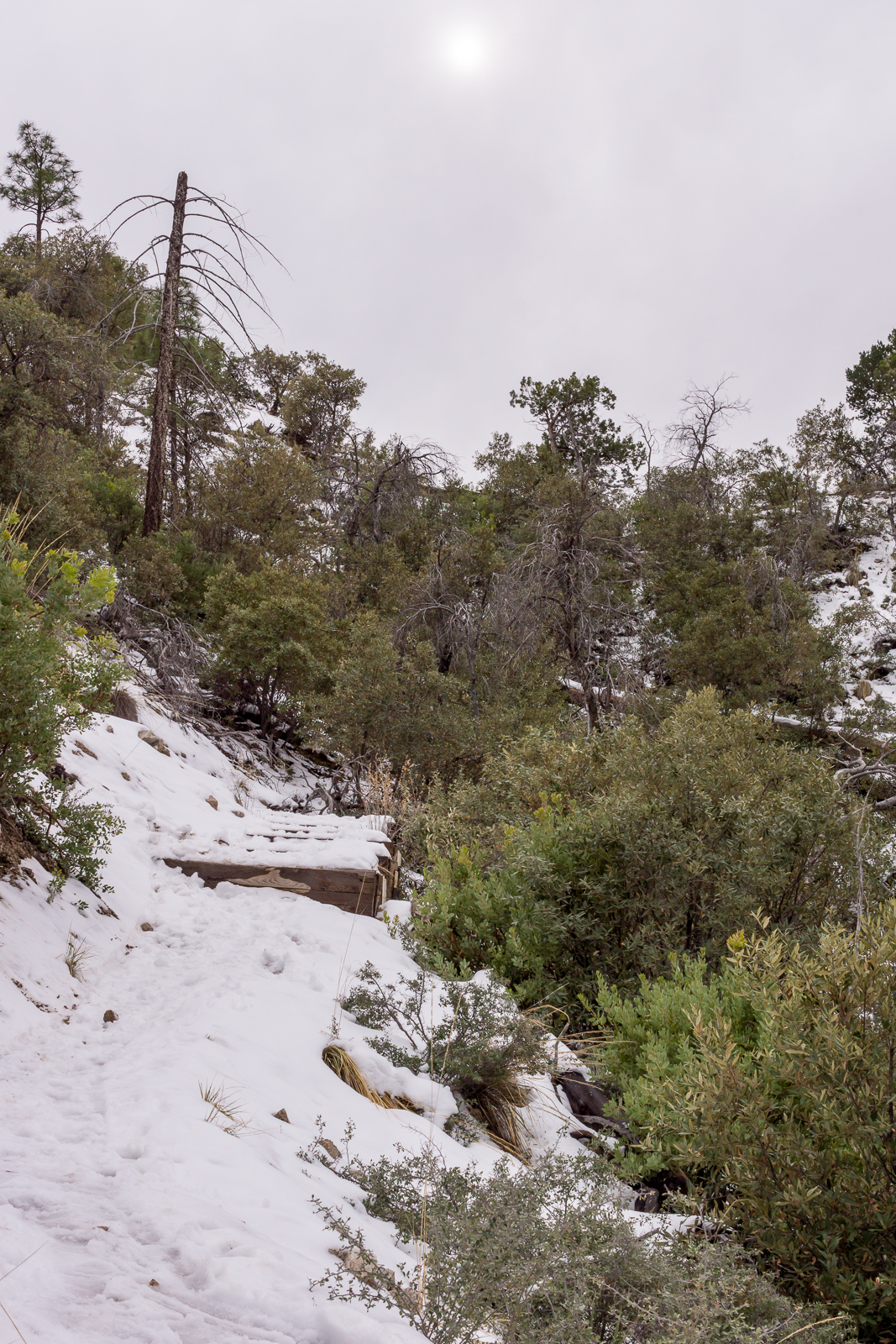 Snow on the Bug Spring Trail above Bear Canyon. December 2015.