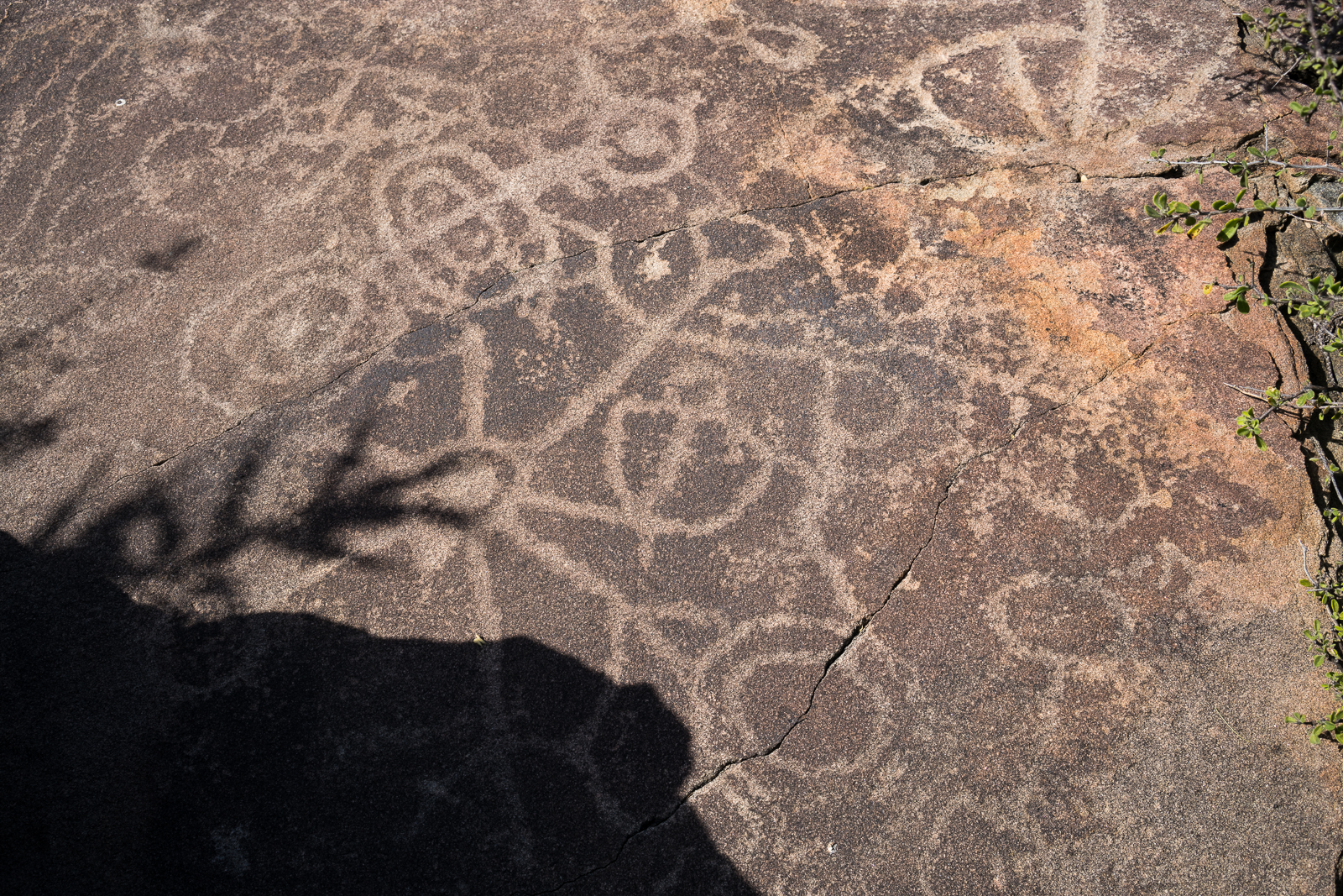A panel of petroglyphs in the Sutherland Rock Art District. January 2016.