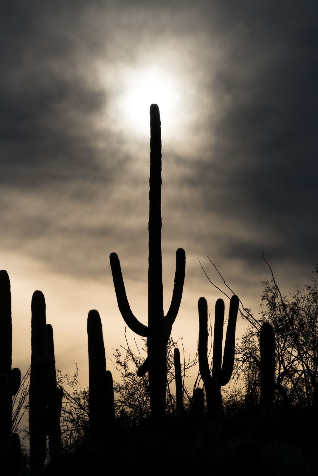 Saguaro and Sun from the La Milagrosa Trail. February 2016.