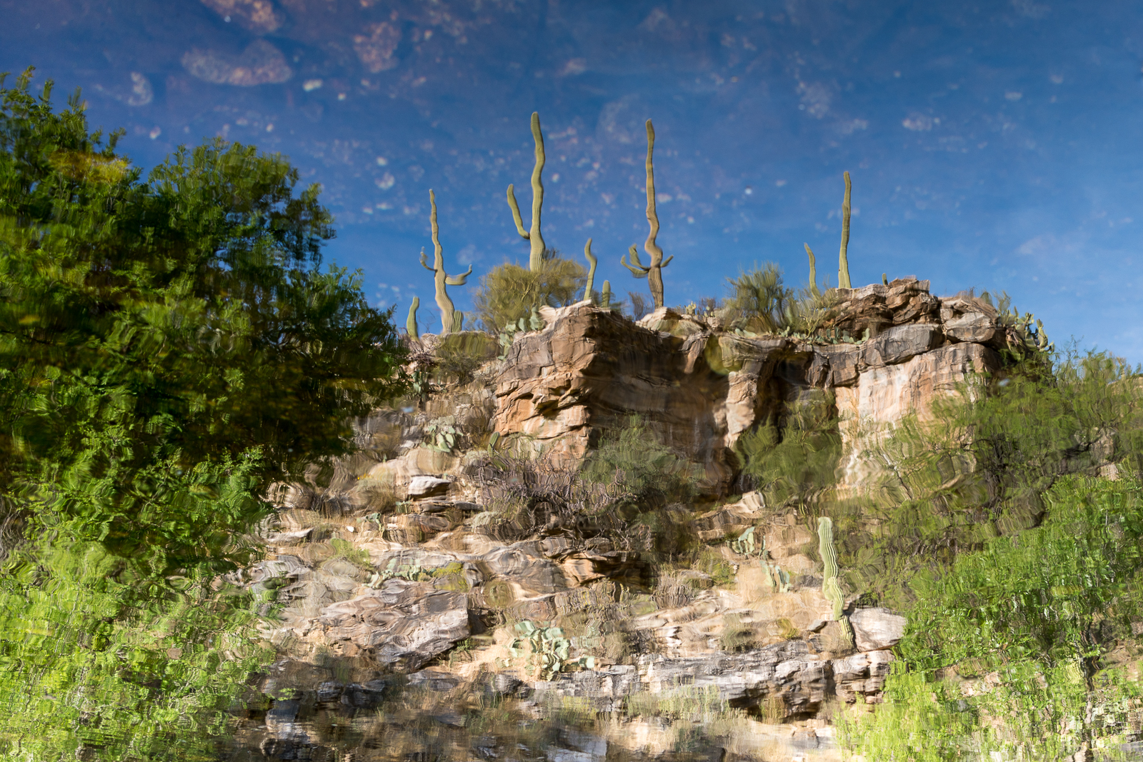 A reflection in Sabino Canyon in the old 'lake' area. March 2016.