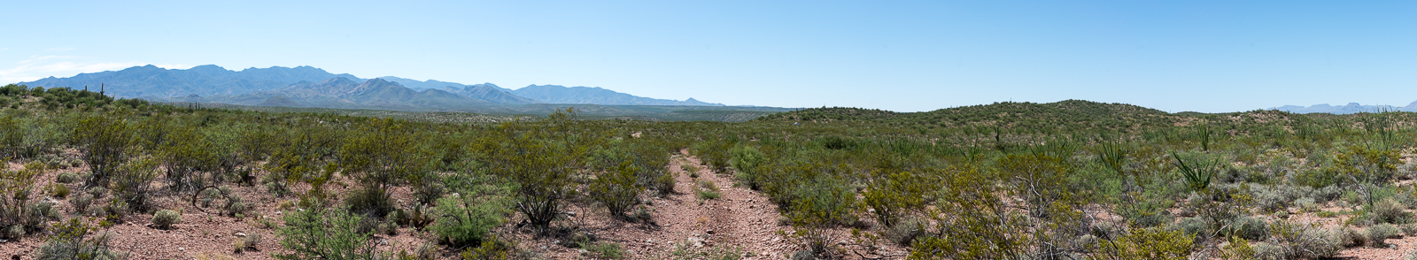 Seemingly endless creosote with the Santa Catalina Mountains in the distance, walking back to FR 4407 from Pink Tank. July 2016.