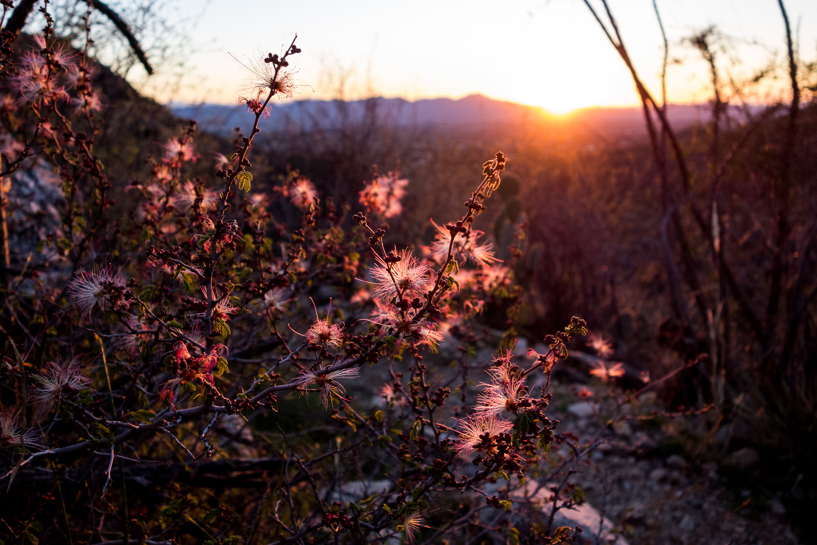 Fairy Dusters and sunset on the Pontatoc Canyon Trail. February 2017.