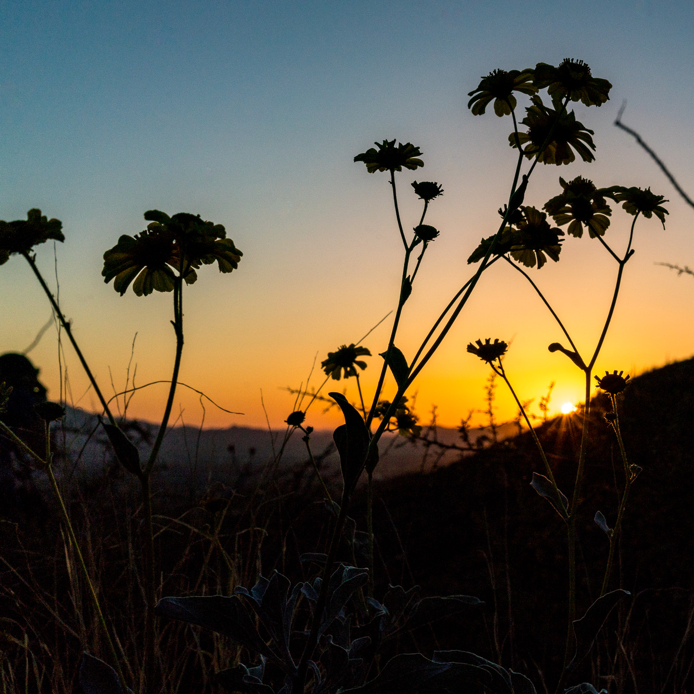 Brittle Bush and sunset on the Pontatoc Canyon Trail. March 2017.