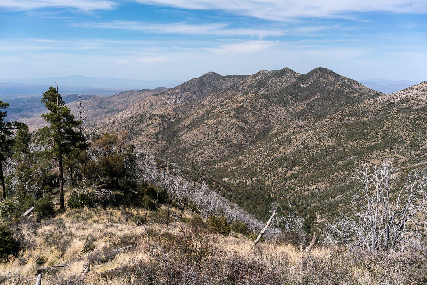 Oracle Ridge and Rice Peak from the Red Ridge Trail - the Catalina Camp Trail can be seen descending from Oracle Ridge towards its junction with the Red Ridge Trail. April 2017.