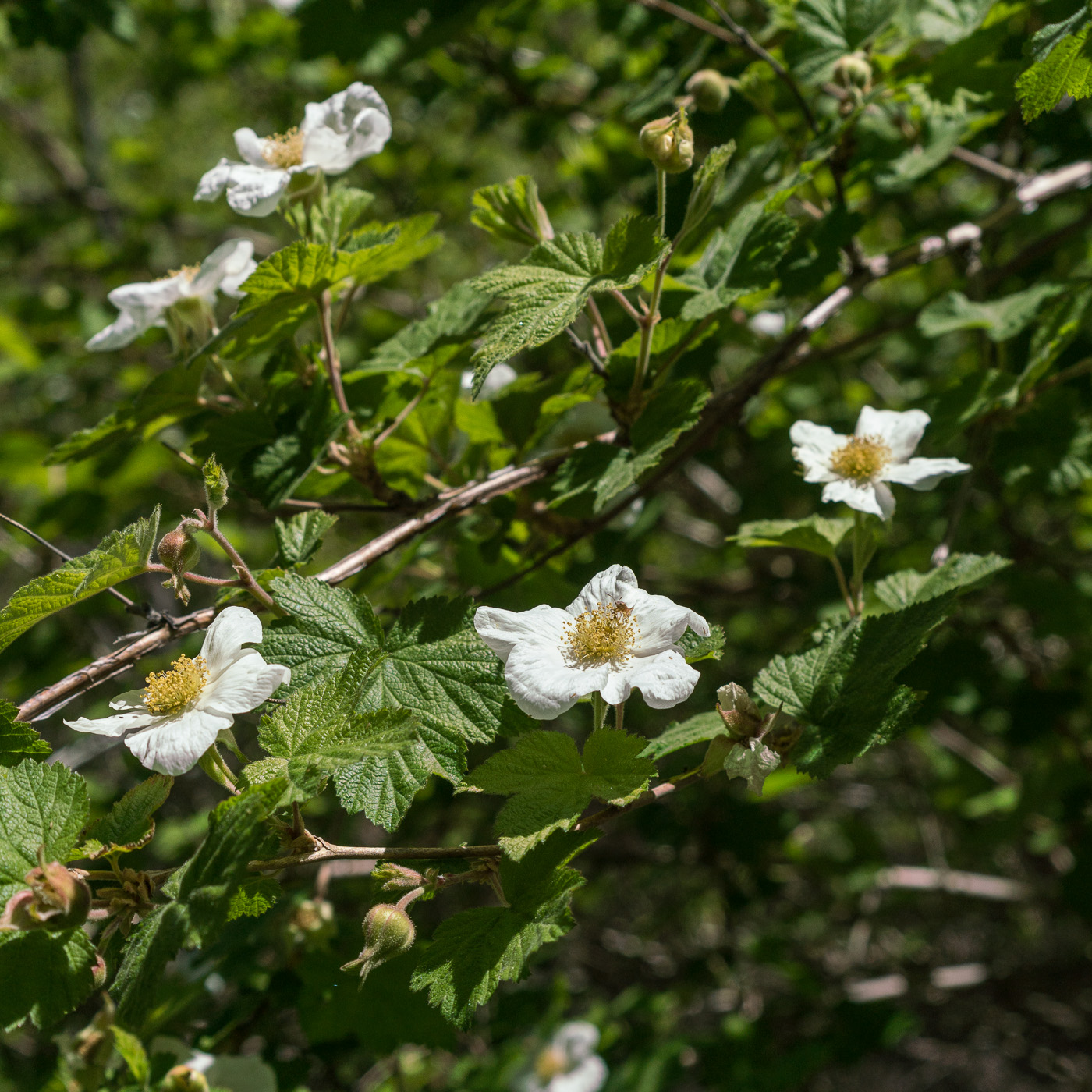 Raspberry flowers along the Canada del Oro. May 2017.