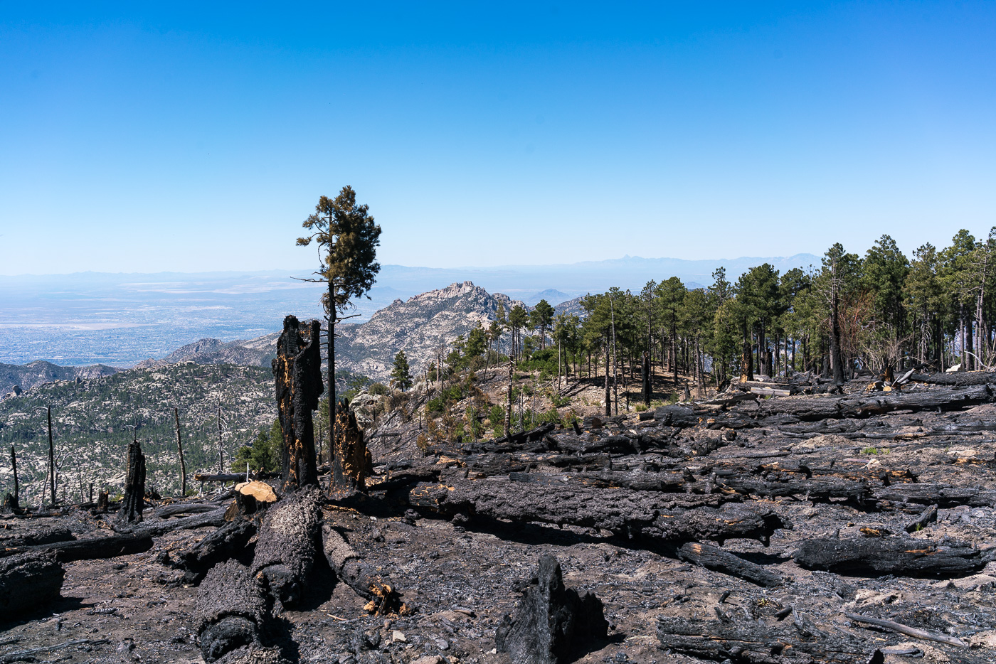 Fire damage along the Mount Lemmon Trail - probably from the Shovel Fire. May 2017.