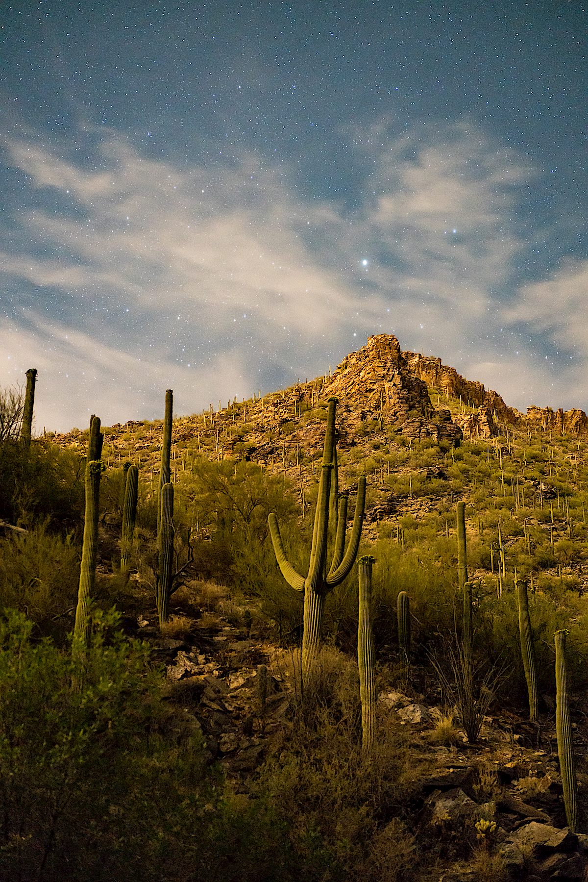 Saguaros and stars from the Bear Canyon Trail. May 2018.