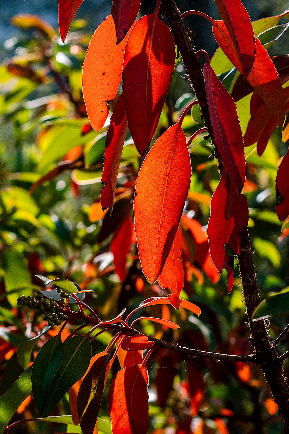 Madrone - Red Leaves. May 2018.