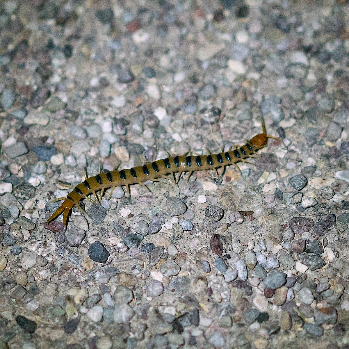 Centipede. May 2018.