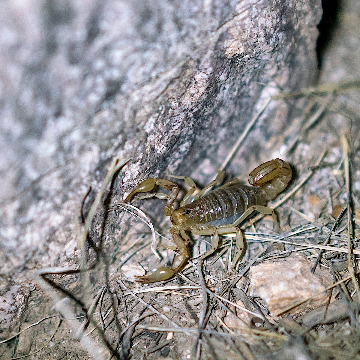 Scorpion. May 2018.