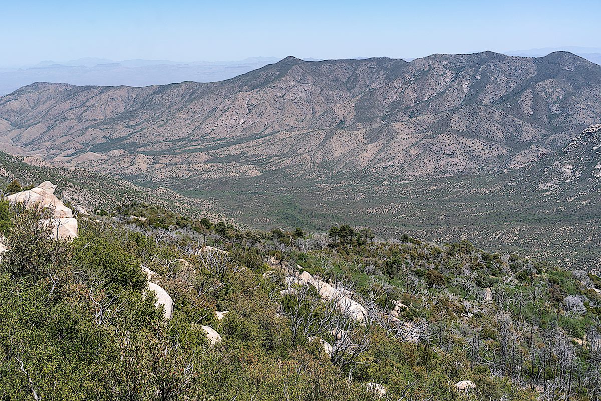 Looking at Oracle Ridge and the slopes below Samaniego Peak - note the growth on the slope compared to 2013 (picture below). May 2018.