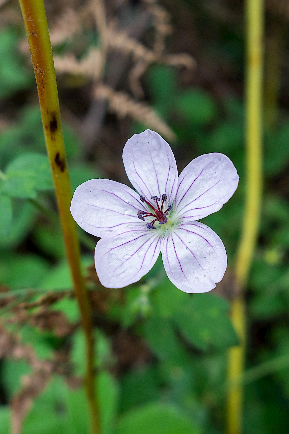 A Geranium on the Mint Spring Trail. September 2014.