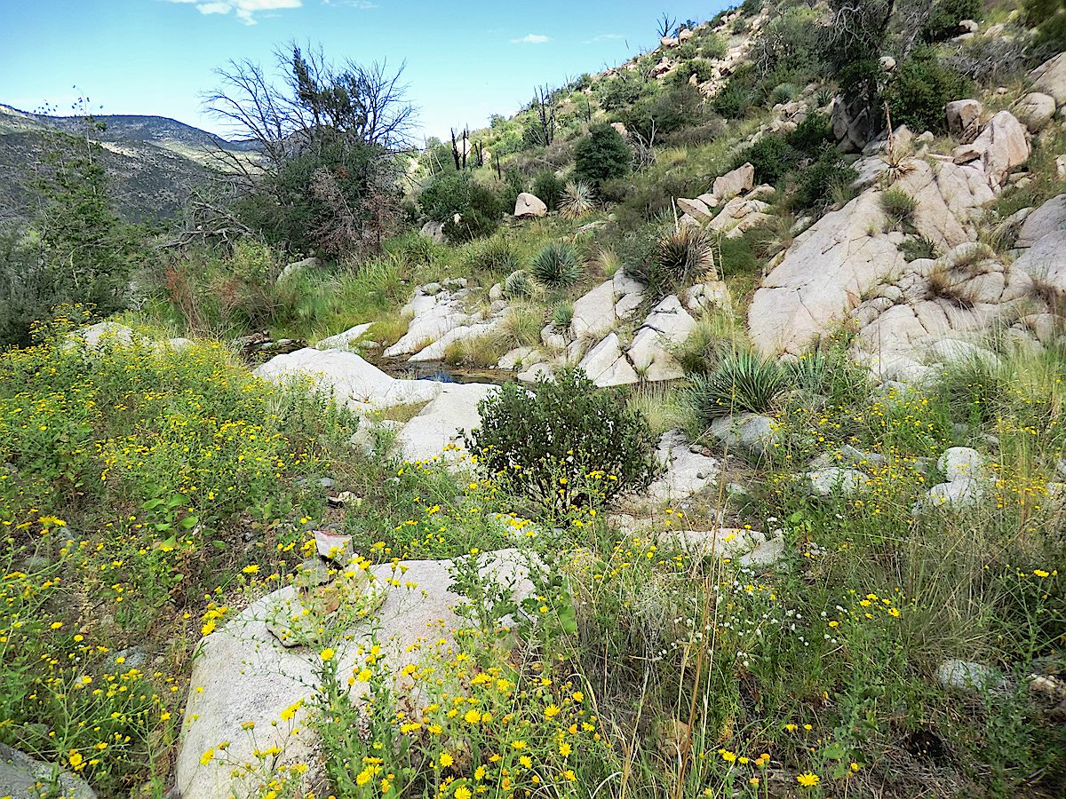 Flowers along the East Fork of the Canada del Oro. September 2013.