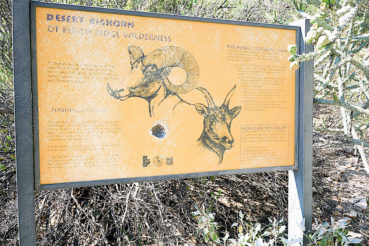 Older Bighorn Information signs at the start of the trail. August 2017.