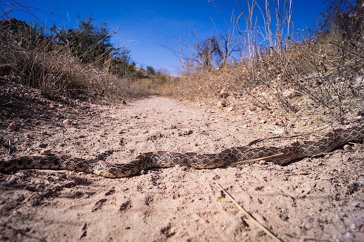 A Gopher Snake on the trail. November 2014.