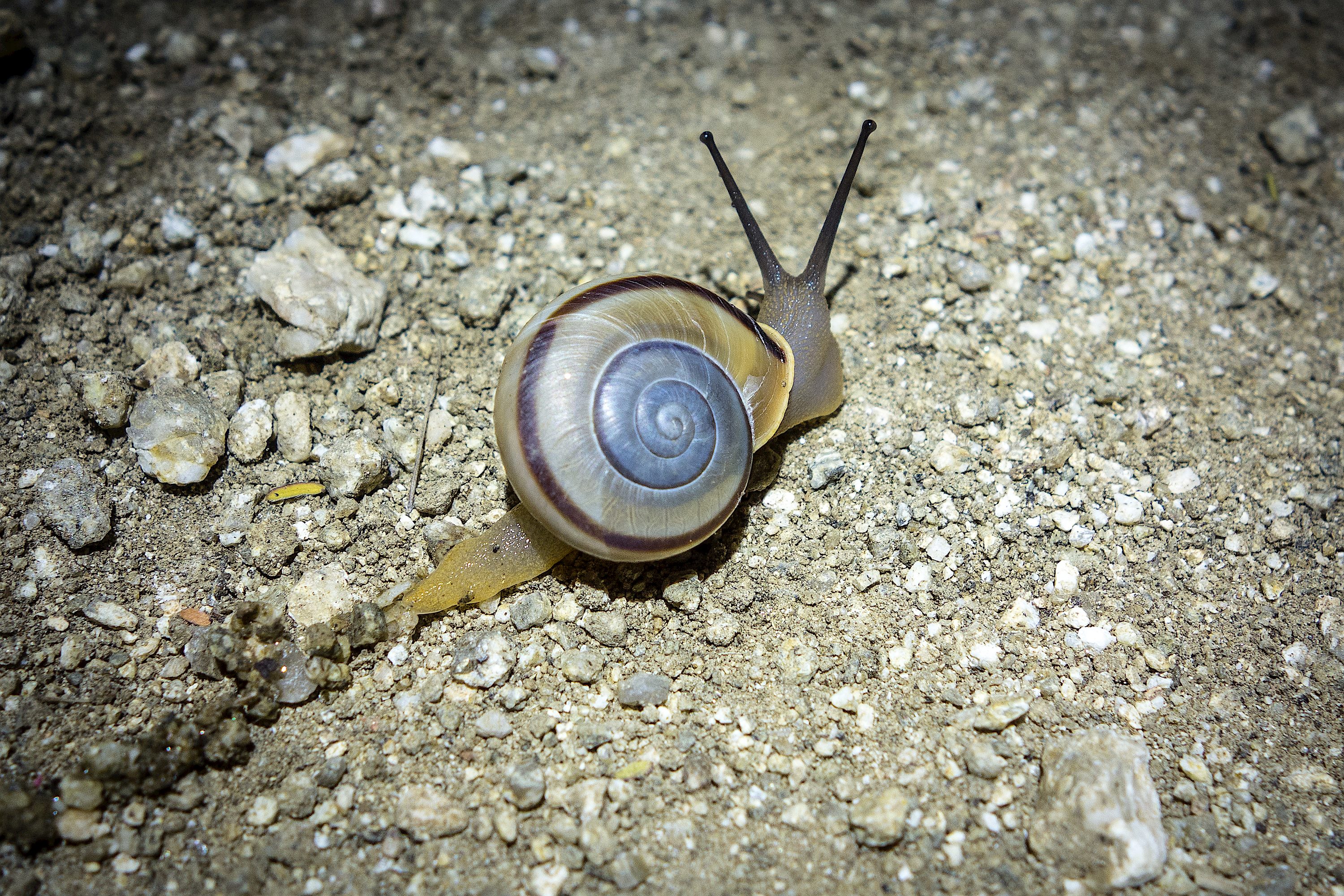 A snail on the trail. 