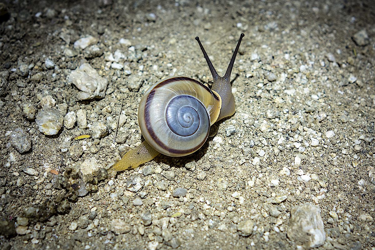 A snail on the trail. December 2014.