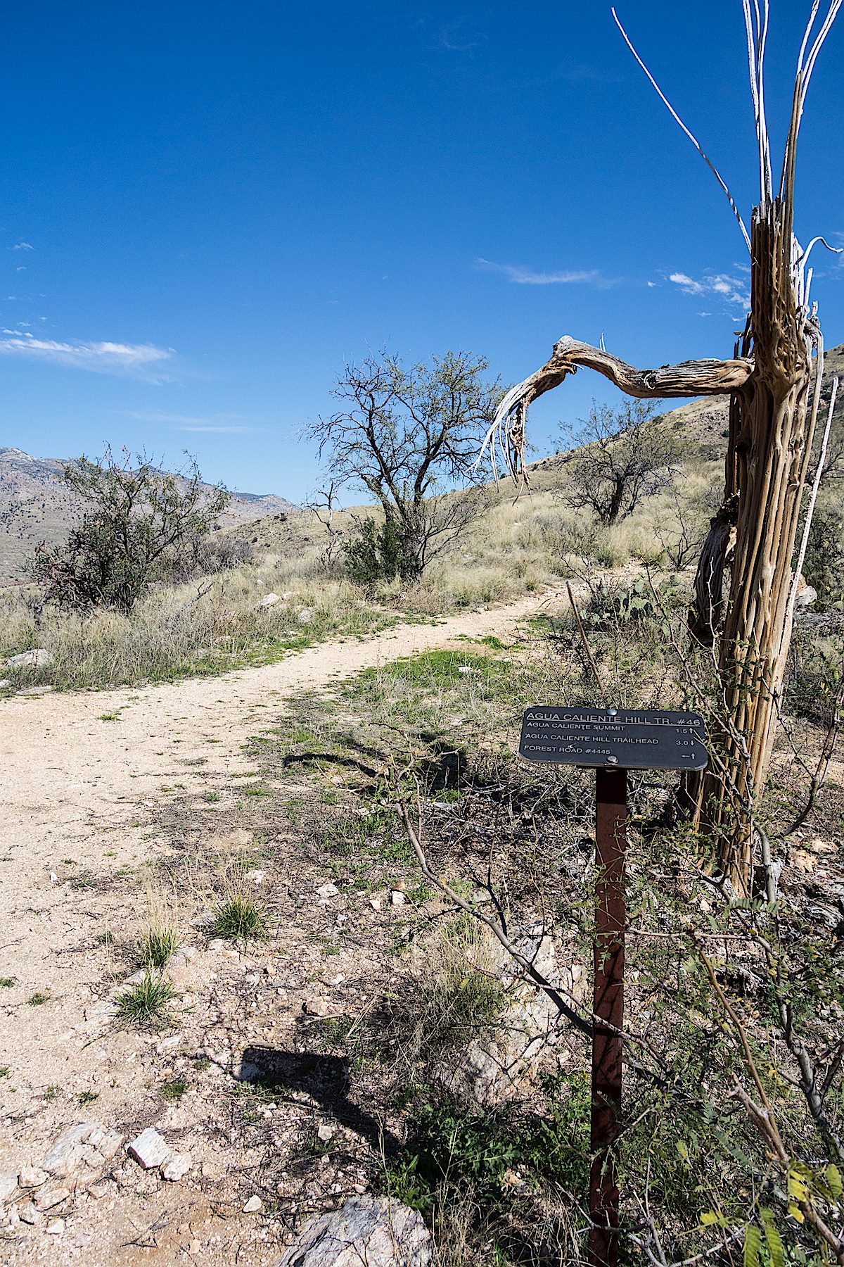 The junction of the Agua Caliente Hill Trail and Forest Road 4445. February 2015.