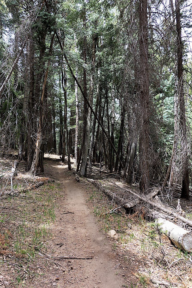 Aspen Draw Trail Hike Lemmon!