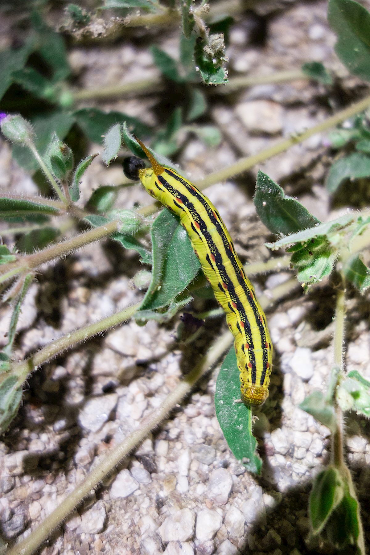 White-lined Sphinx Moth Catepillar - by headlamp on a cool summer evening. September 2014