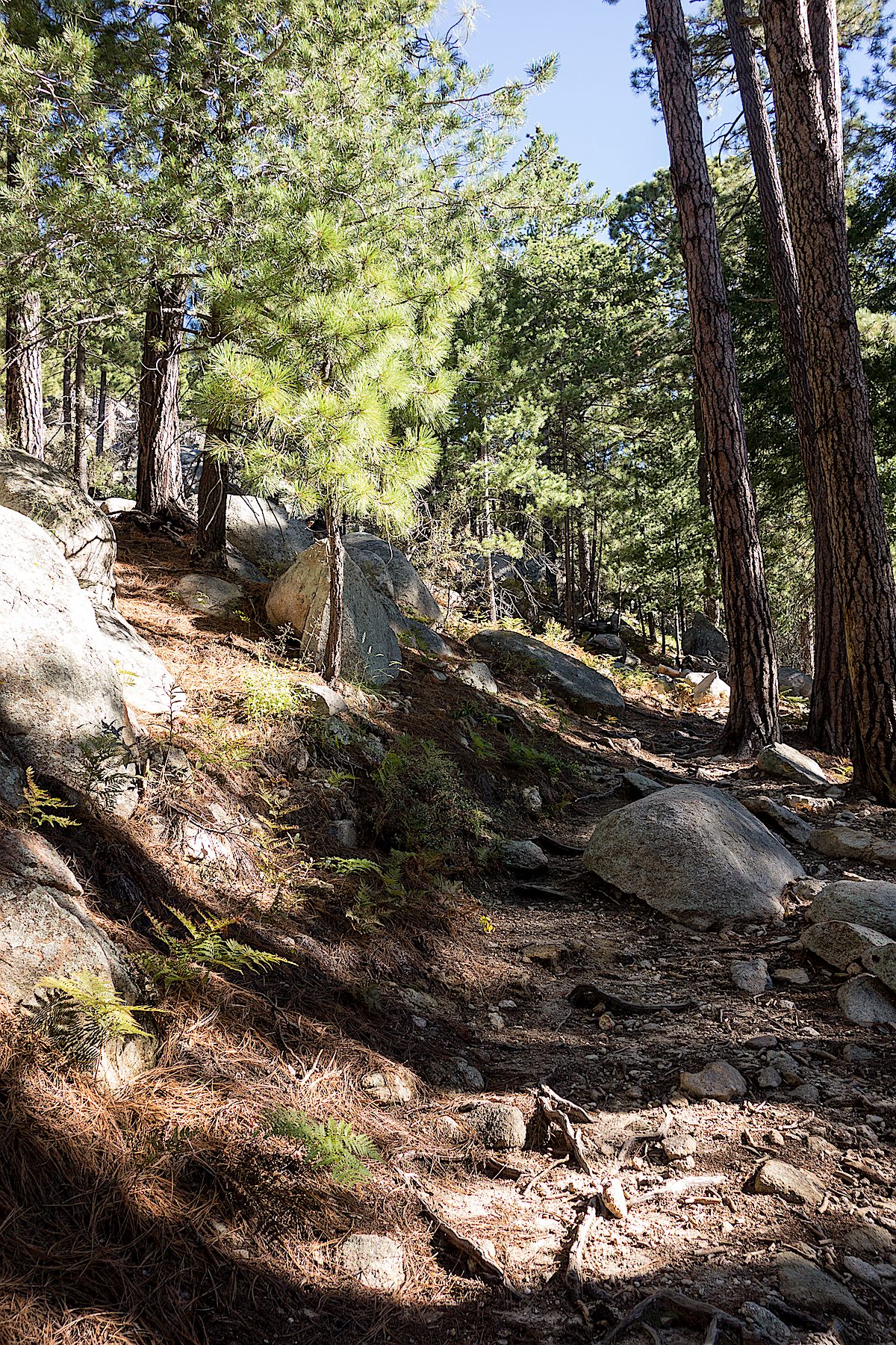 Snow at the junction of the Kellogg Mountain, Butterfly and Bigelow Trails. December 2014