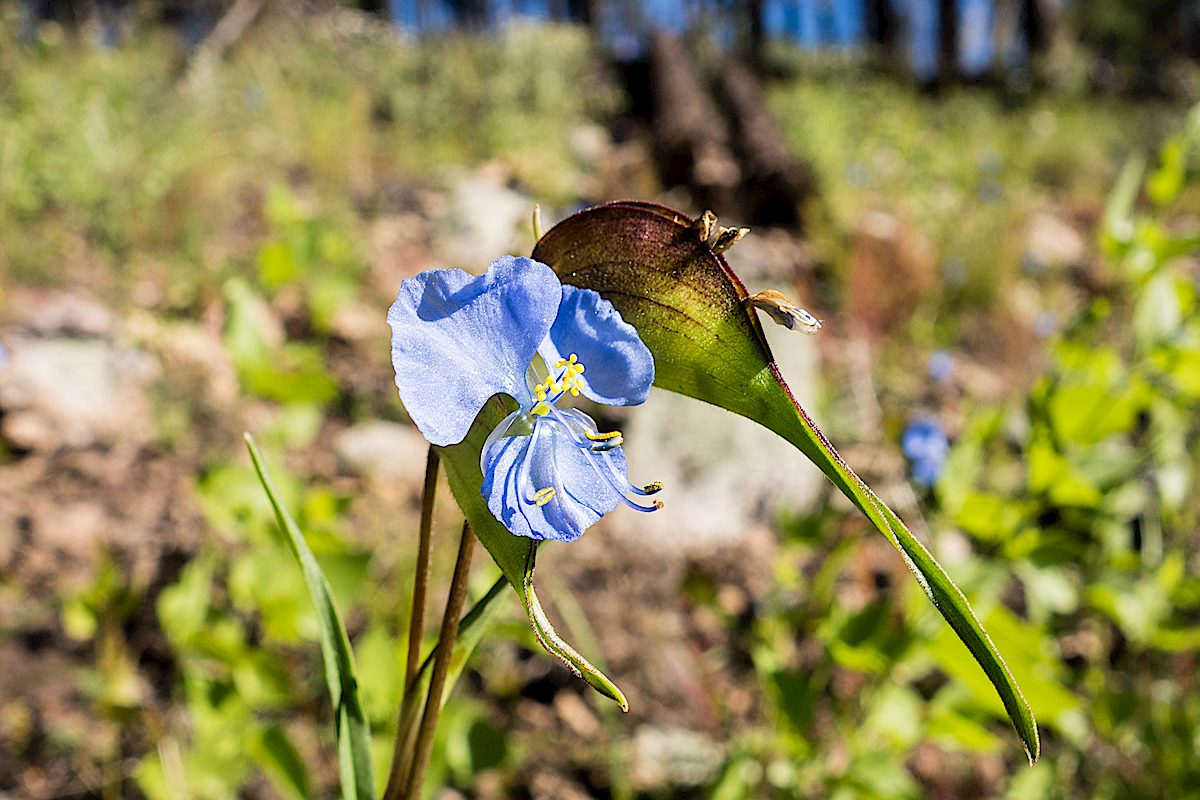 Dayflower on the Bigelow Trail. September 2014