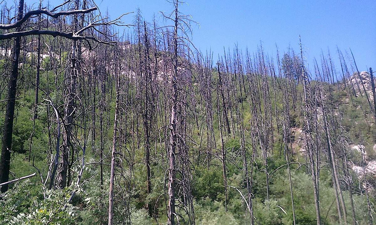 Beautiful green regrowth after the Aspen Fire. June 2012