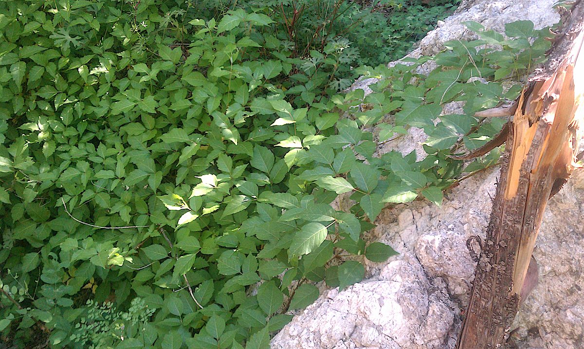 Poison Ivy! June 2012