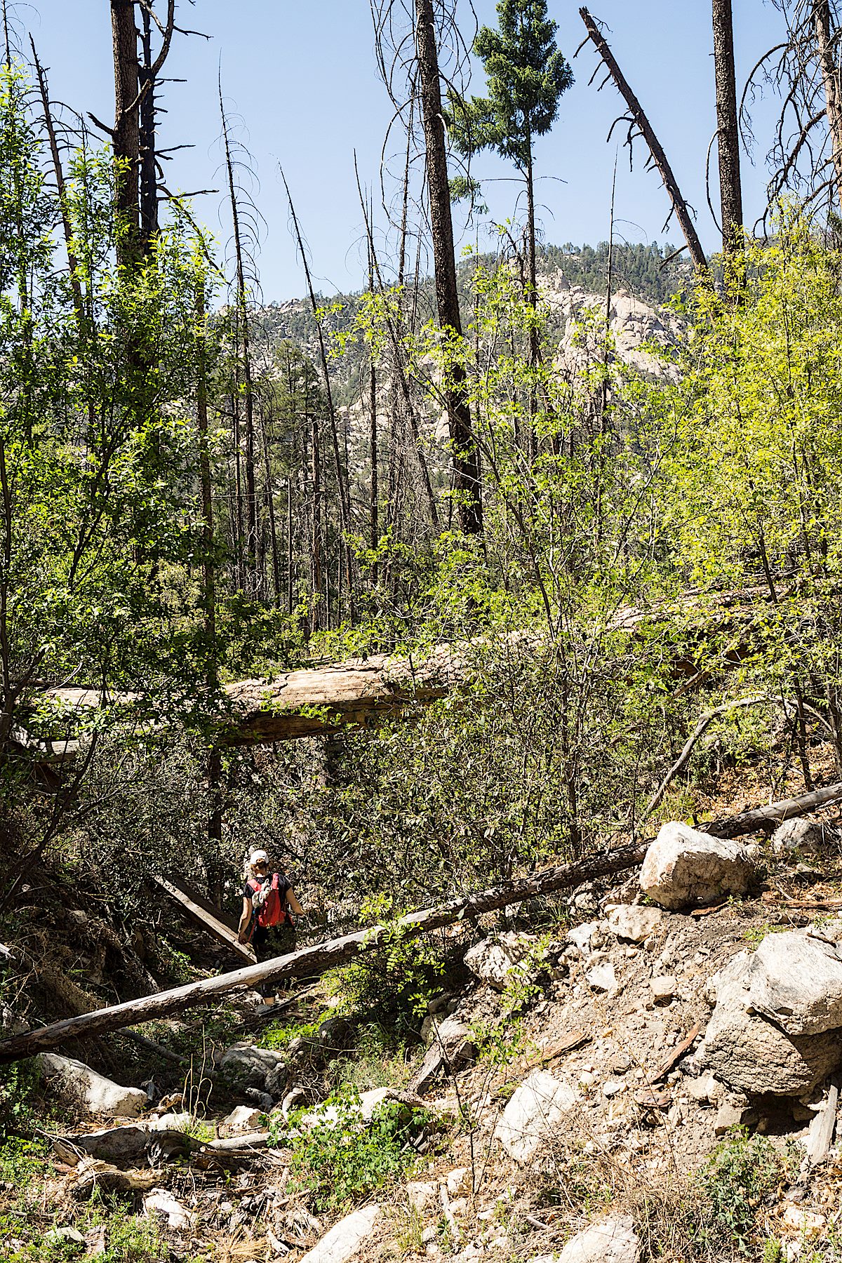 Bear scat in the drainage down to Sabino Canyon. May 2014