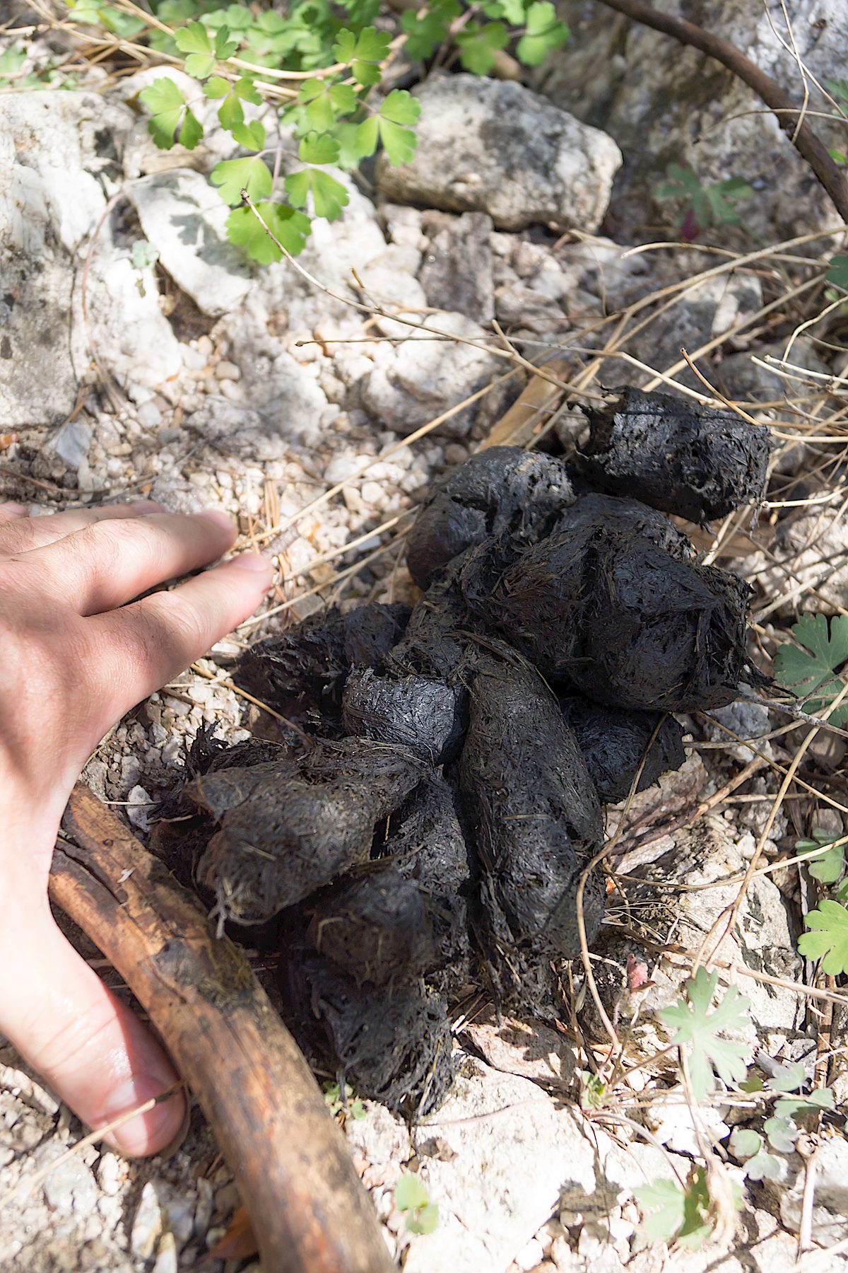 Bear scat in the drainage down to Sabino Canyon. May 2014