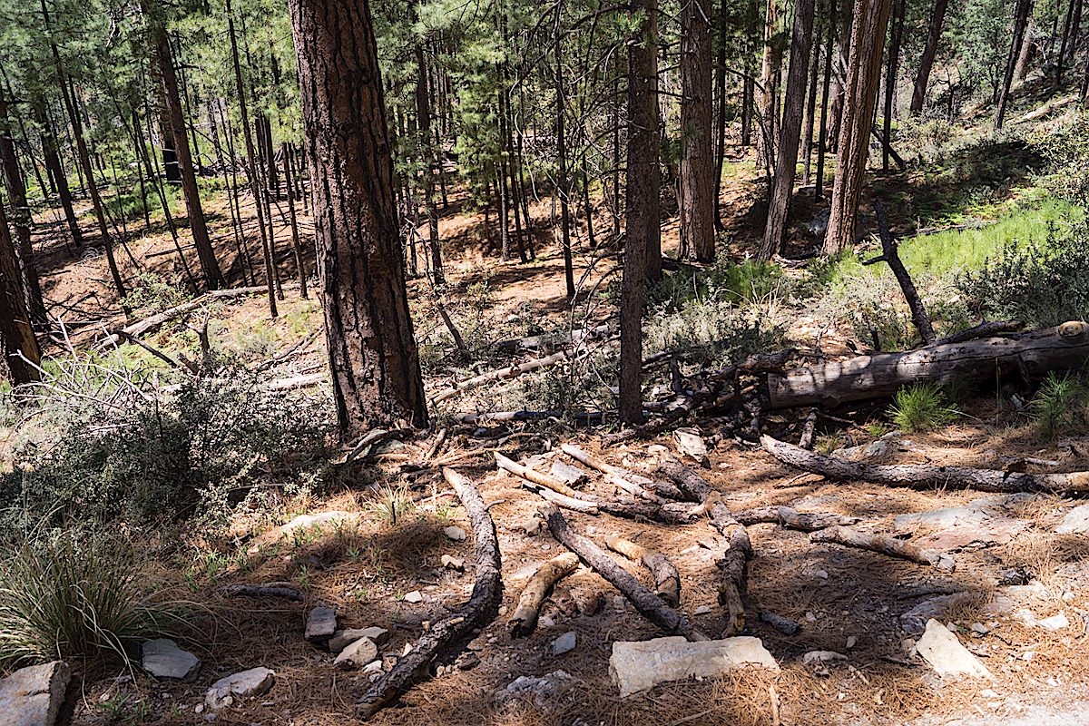 The junction of the Box Camp and Box Spring Trail. May 2014