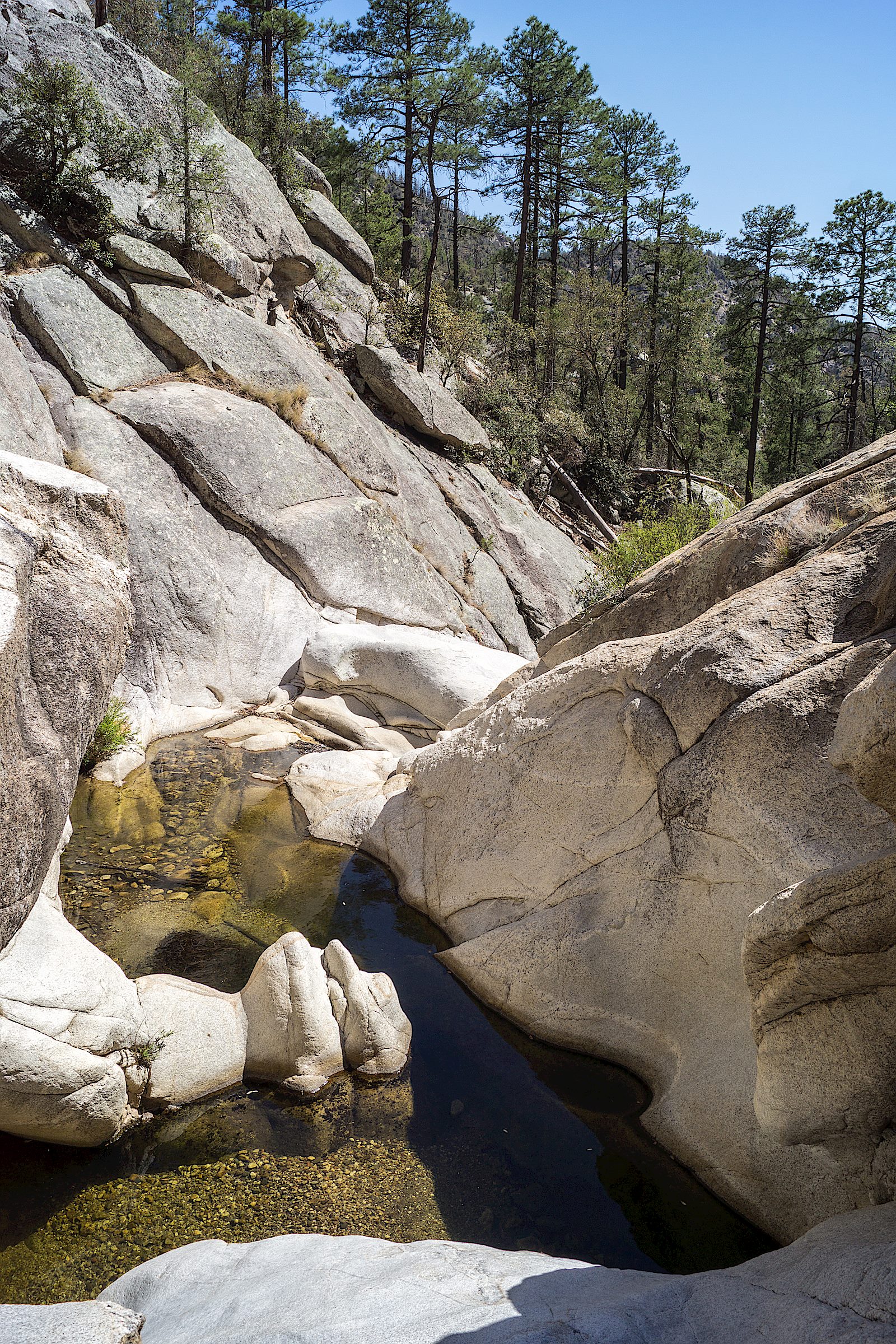 Box Spring Trail Hike Lemmon!