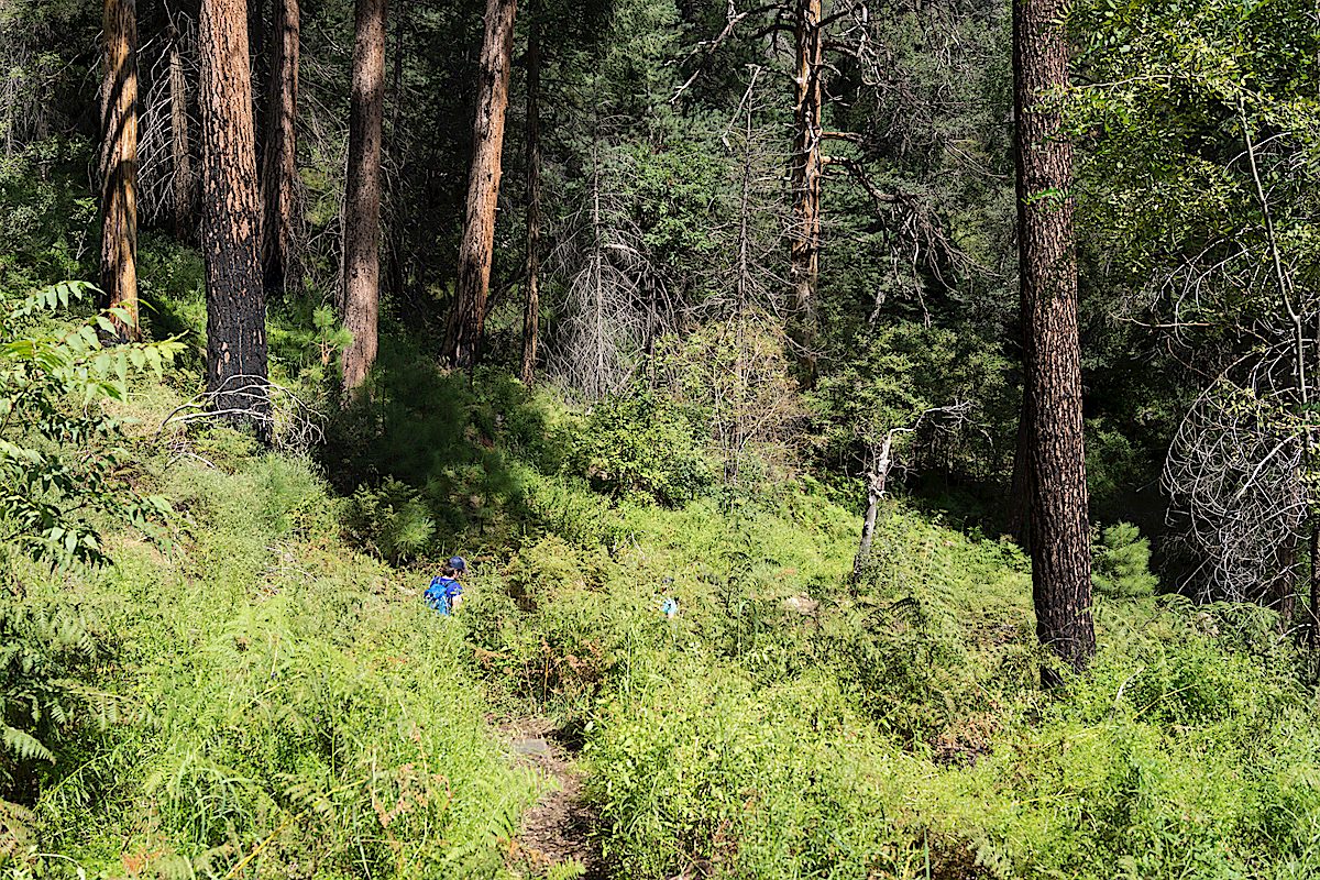 In the ferns on the Butterfly Trail. September 2013