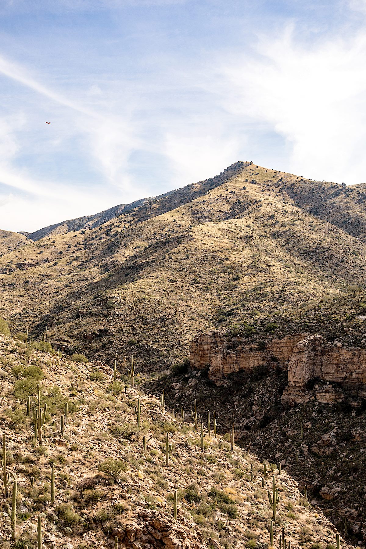Looking across Agua Caliente Canyon to False Hope Hill - a prominent high point on the Agua Caliente Hill Trail. December 2014.